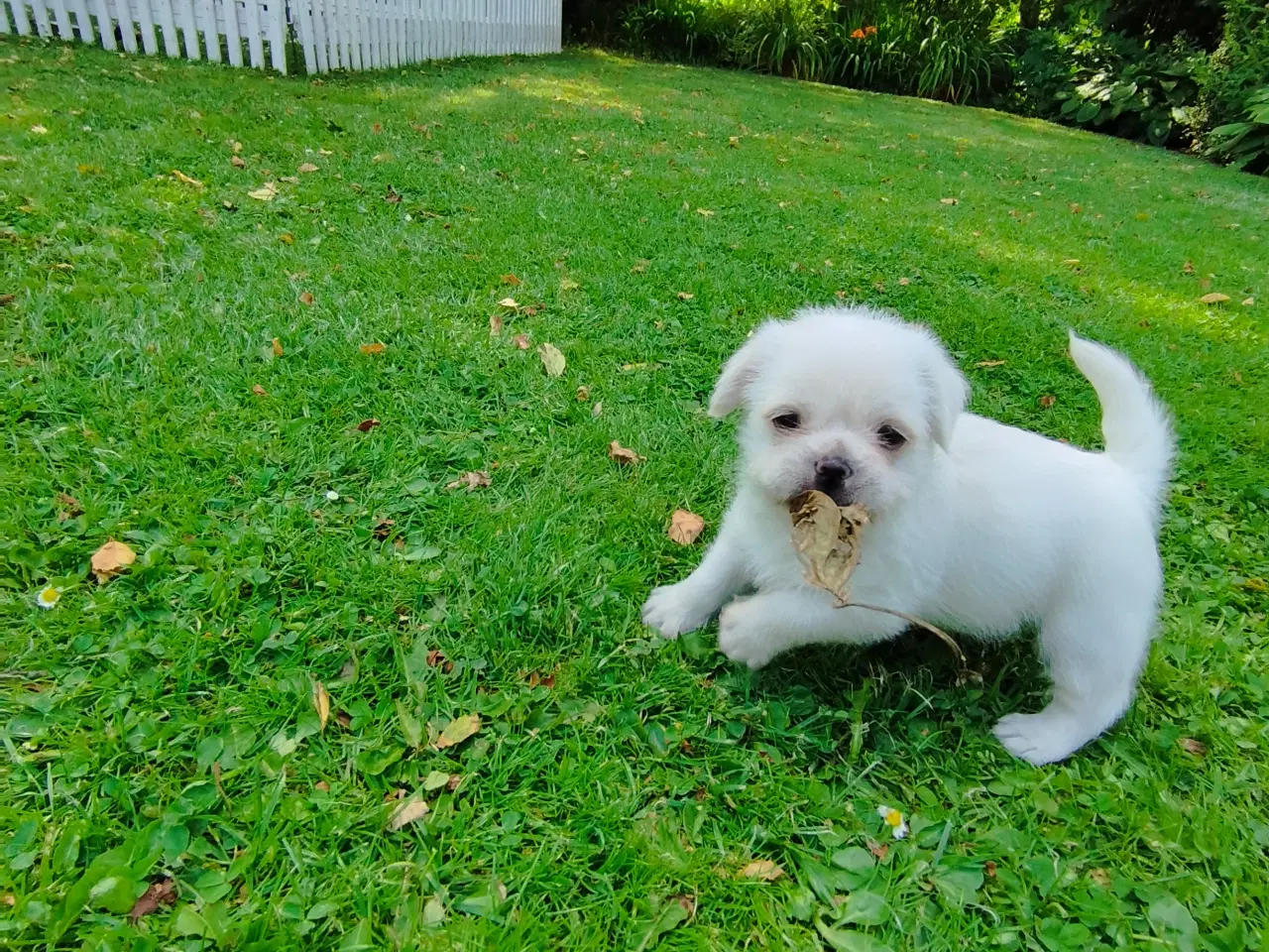 Billede 4 - Mops/Coton de Tulear hvalpe 