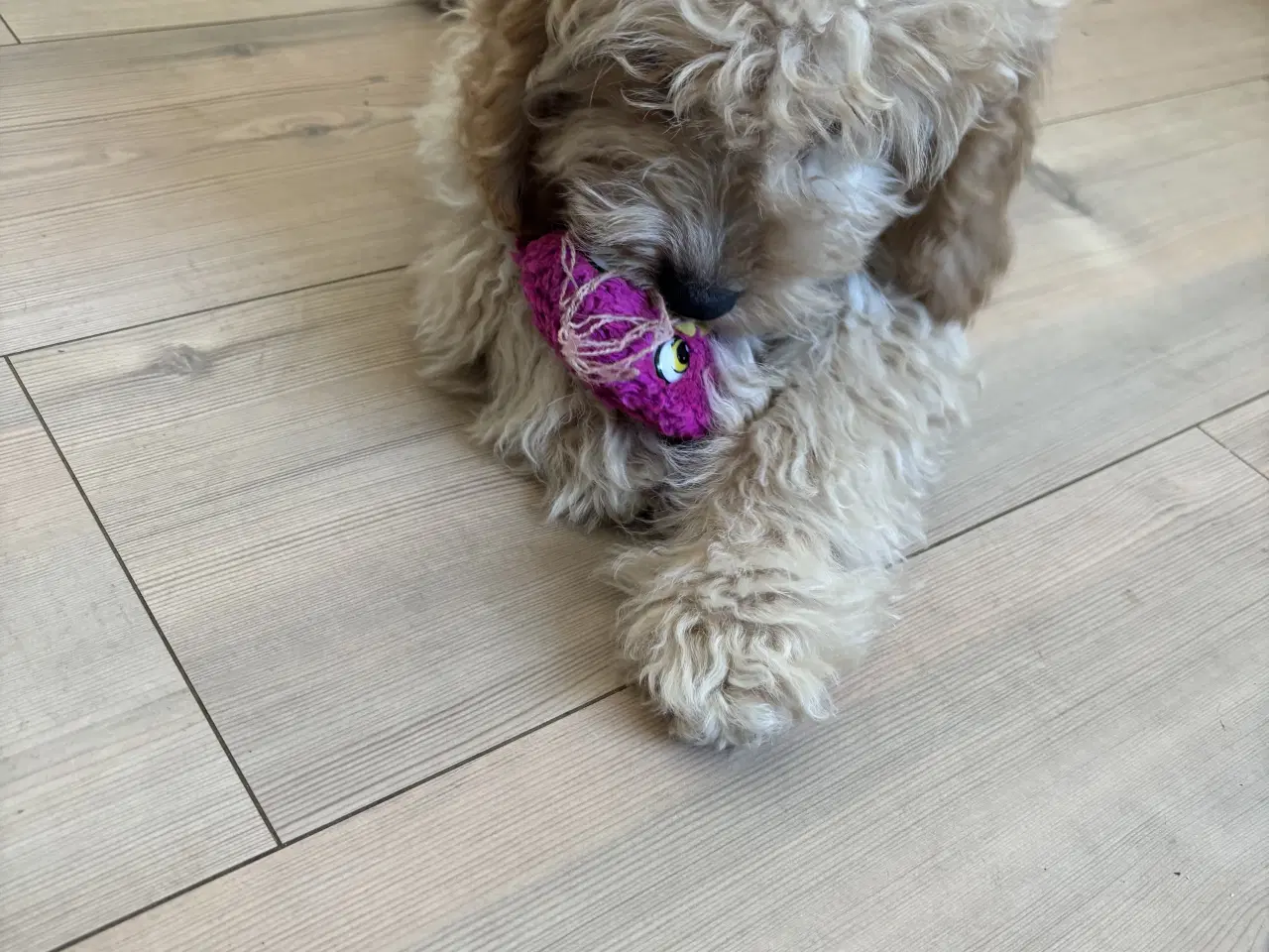 Billede 2 - Cockapoo hvalpe mangler deres nye hjem