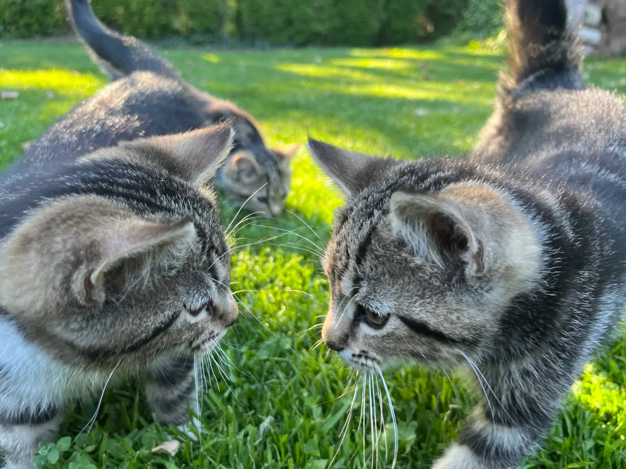 Billede 1 - Tamme og kælne katte