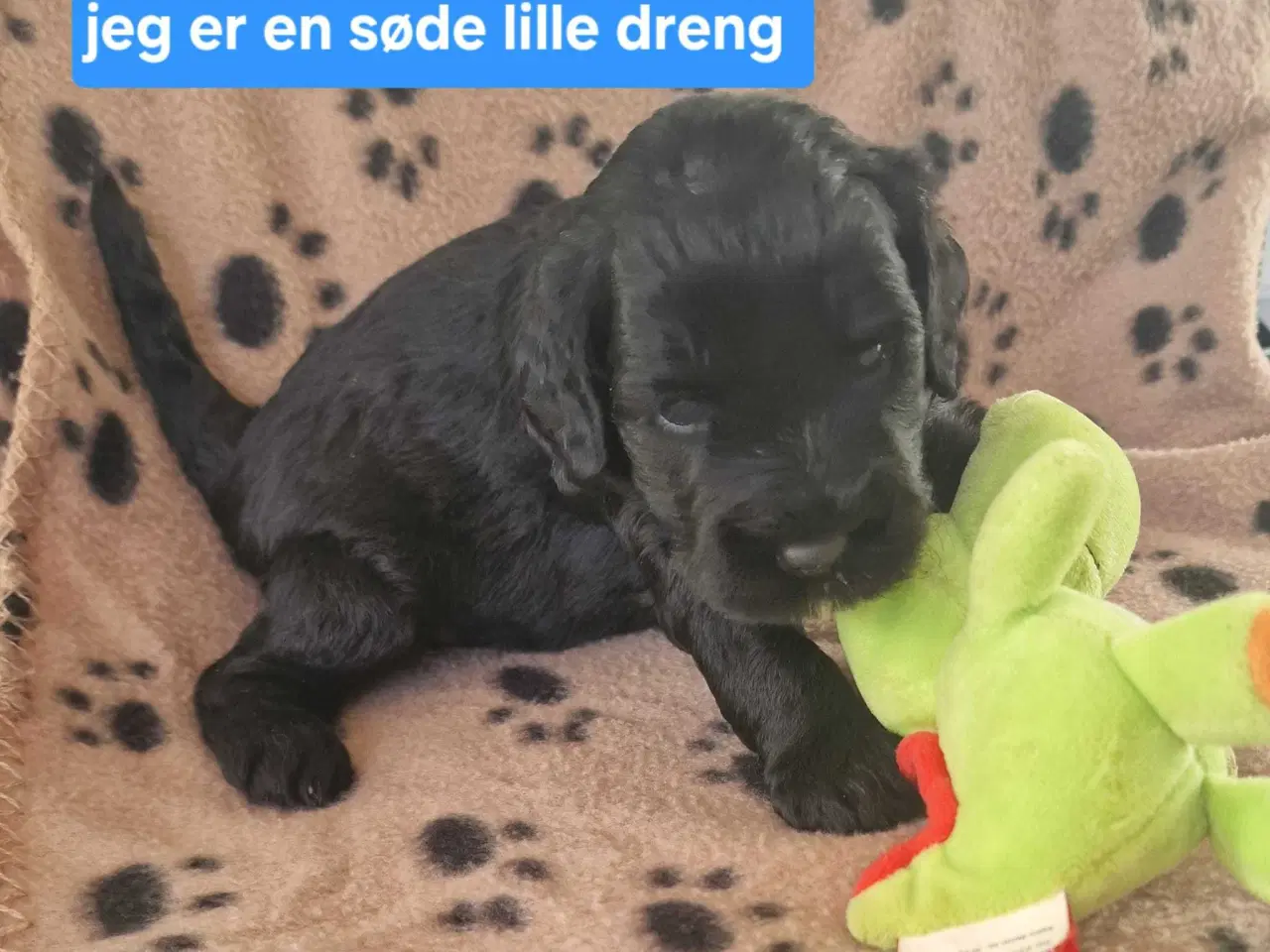 Billede 7 - Cavapoo F1B 