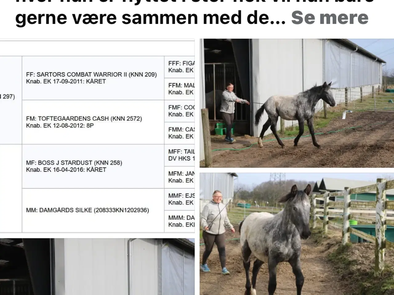 Billede 3 - Knabstrupper ung heste