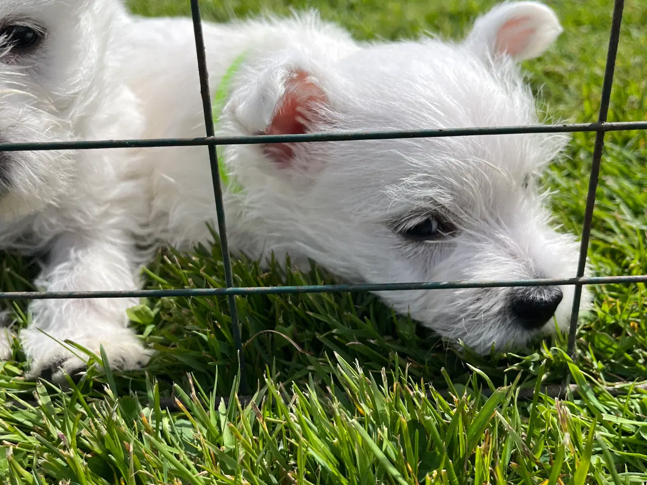 Billede 5 - West Highland White Terrier Westie hvalp sælges