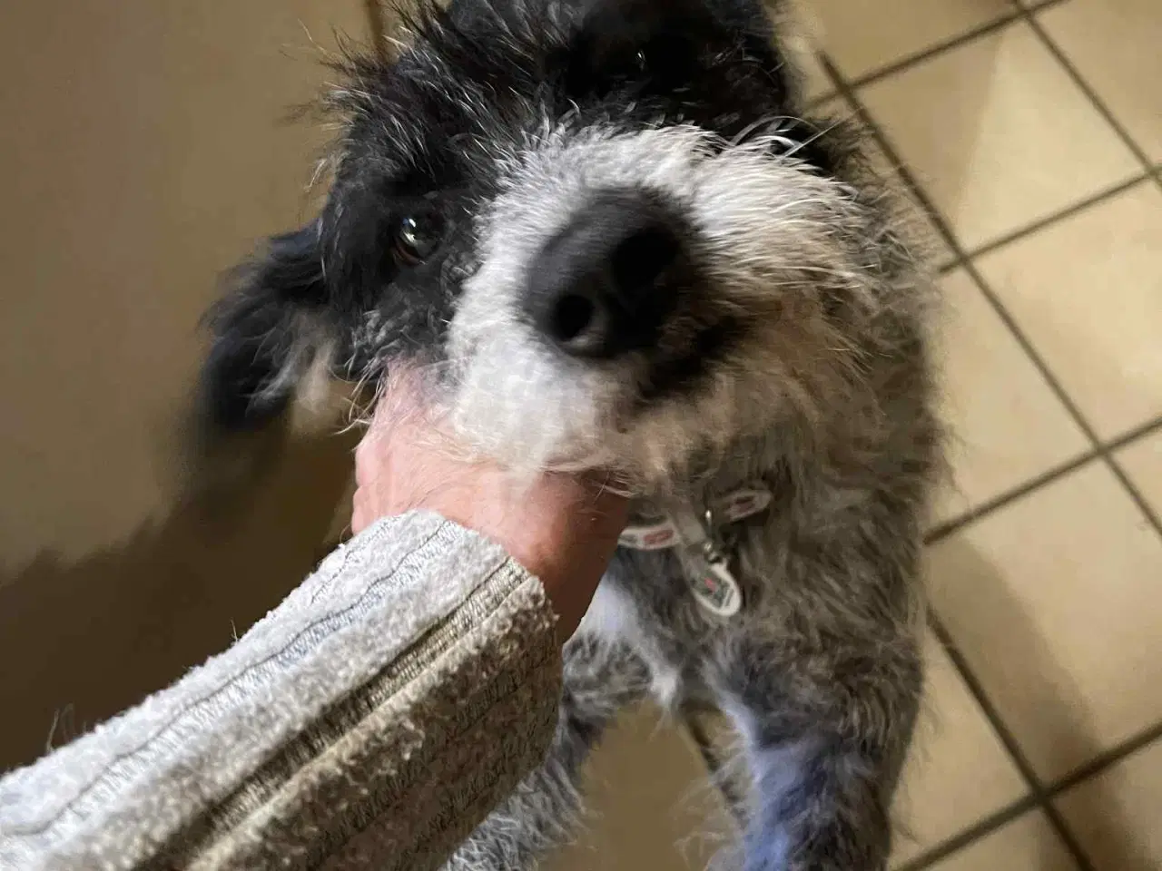 Billede 1 - Skønne Tara 4ever familie 🩷