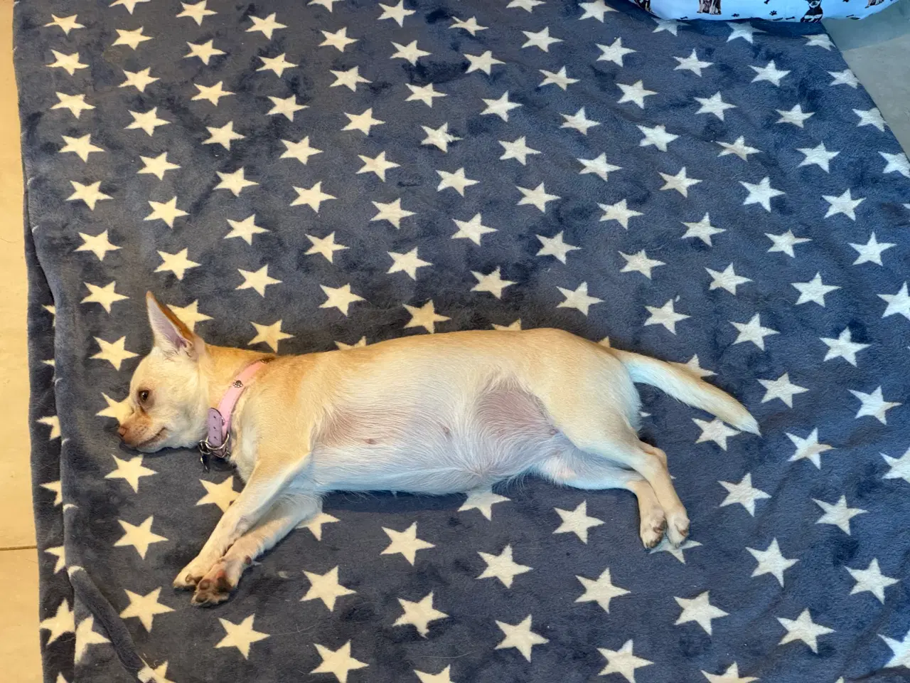 Billede 6 - Korthåret 3års DKK tæve