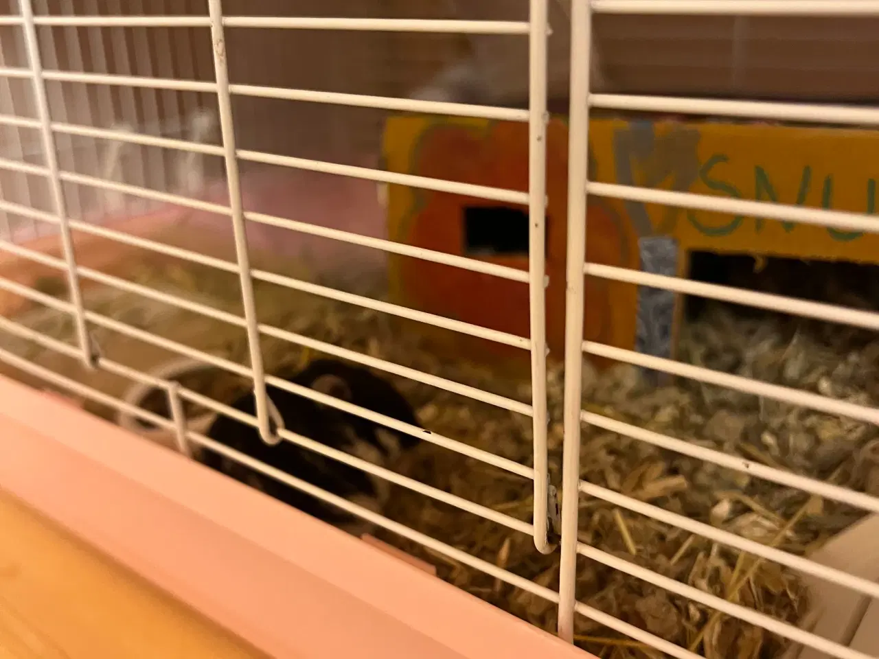 Billede 9 - Hun dværg hamster sælges