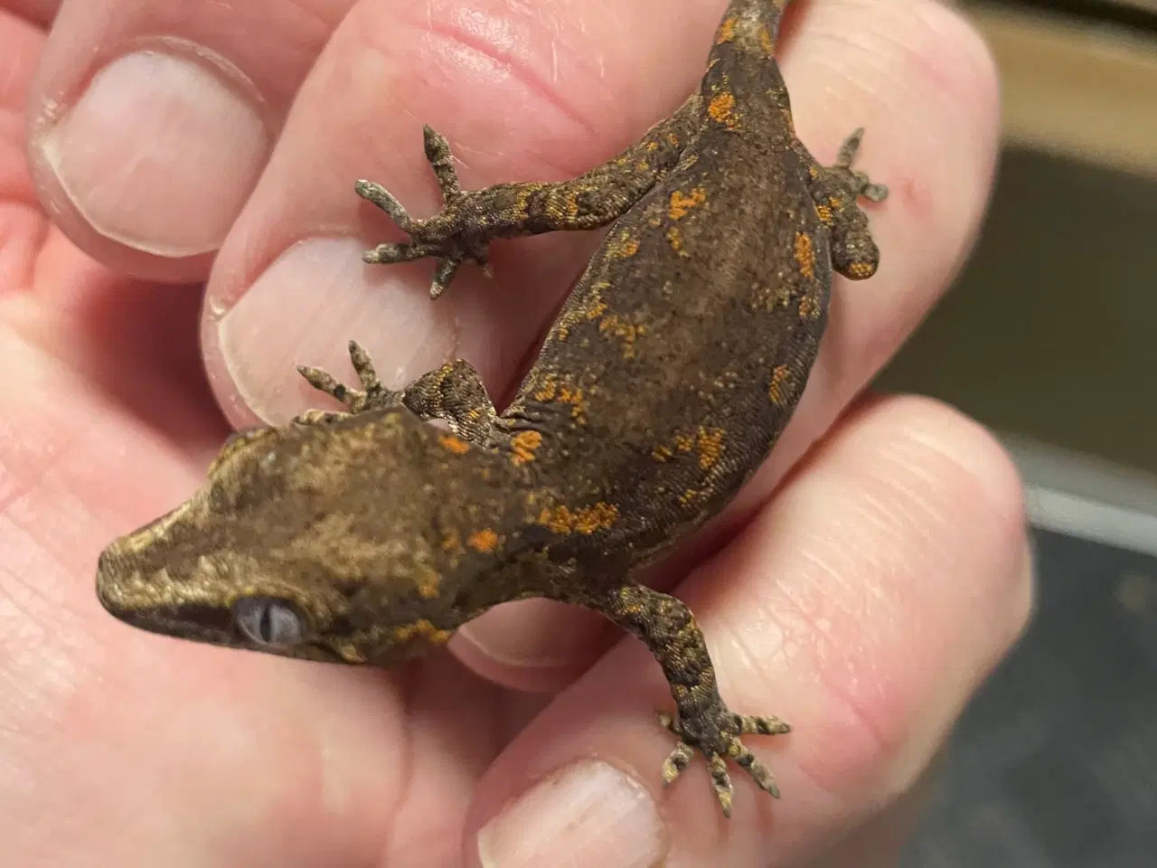 Billede 3 - Gekko’er fra Ny kaledonien