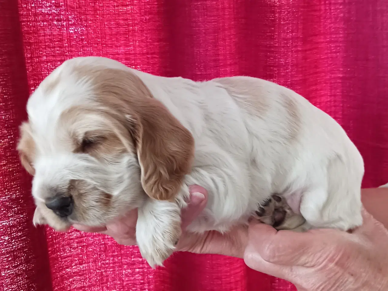 Billede 4 - Cocker spaniel hvalpe
