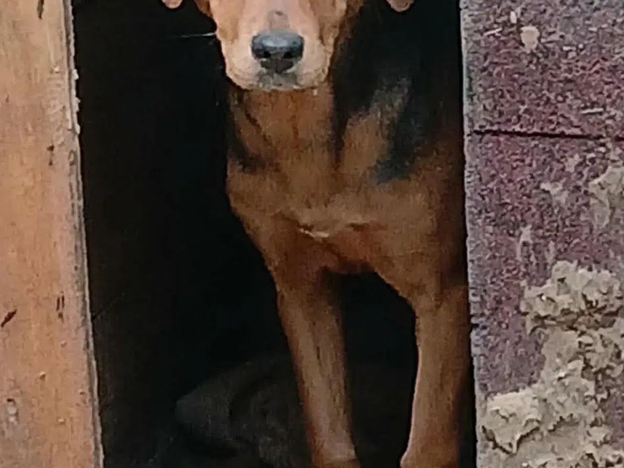 Billede 3 - Søde Minna søger sit 4ever hjem