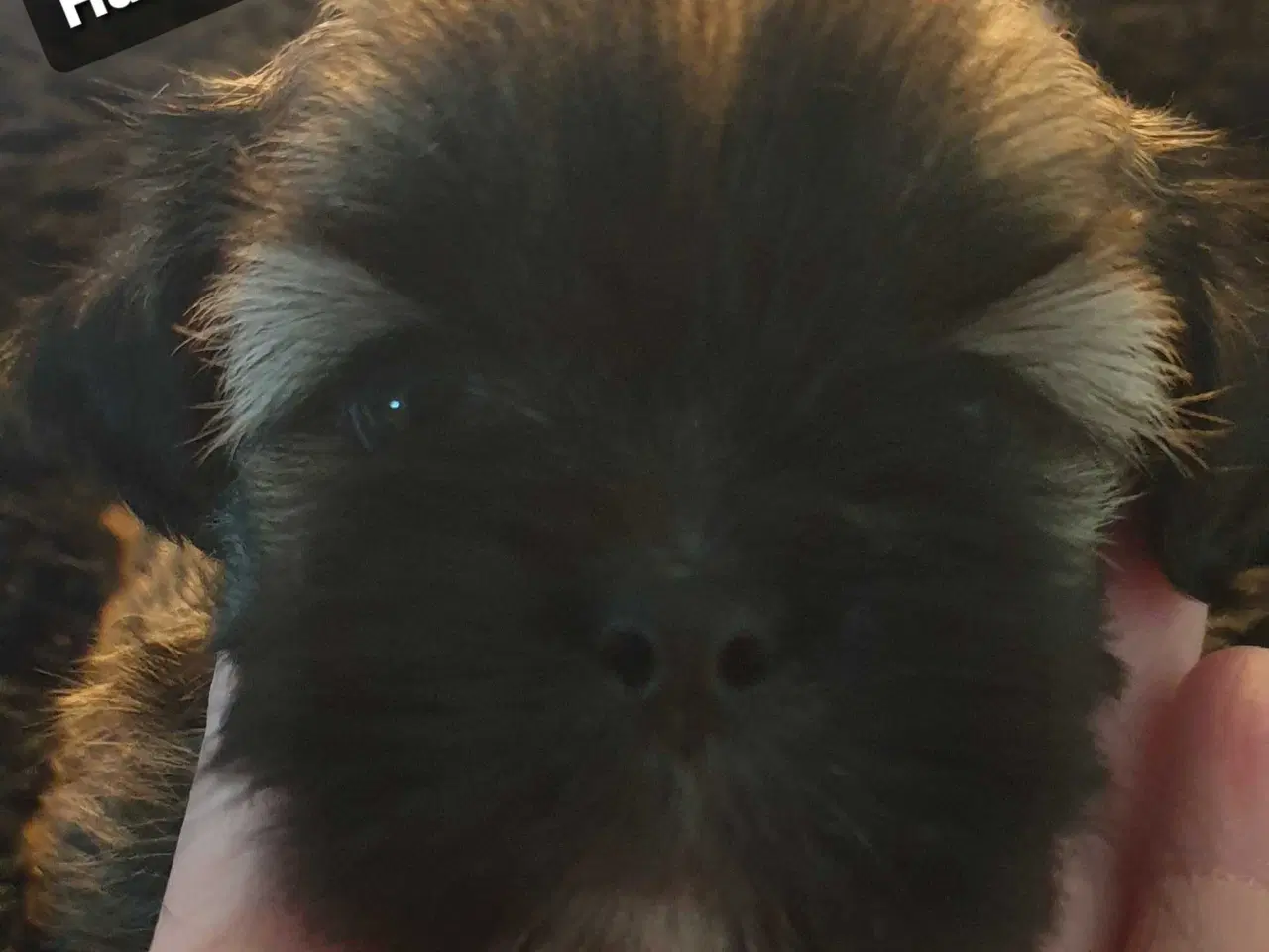 Billede 12 - Lhasa Apso - smukke Harley 🐾💕