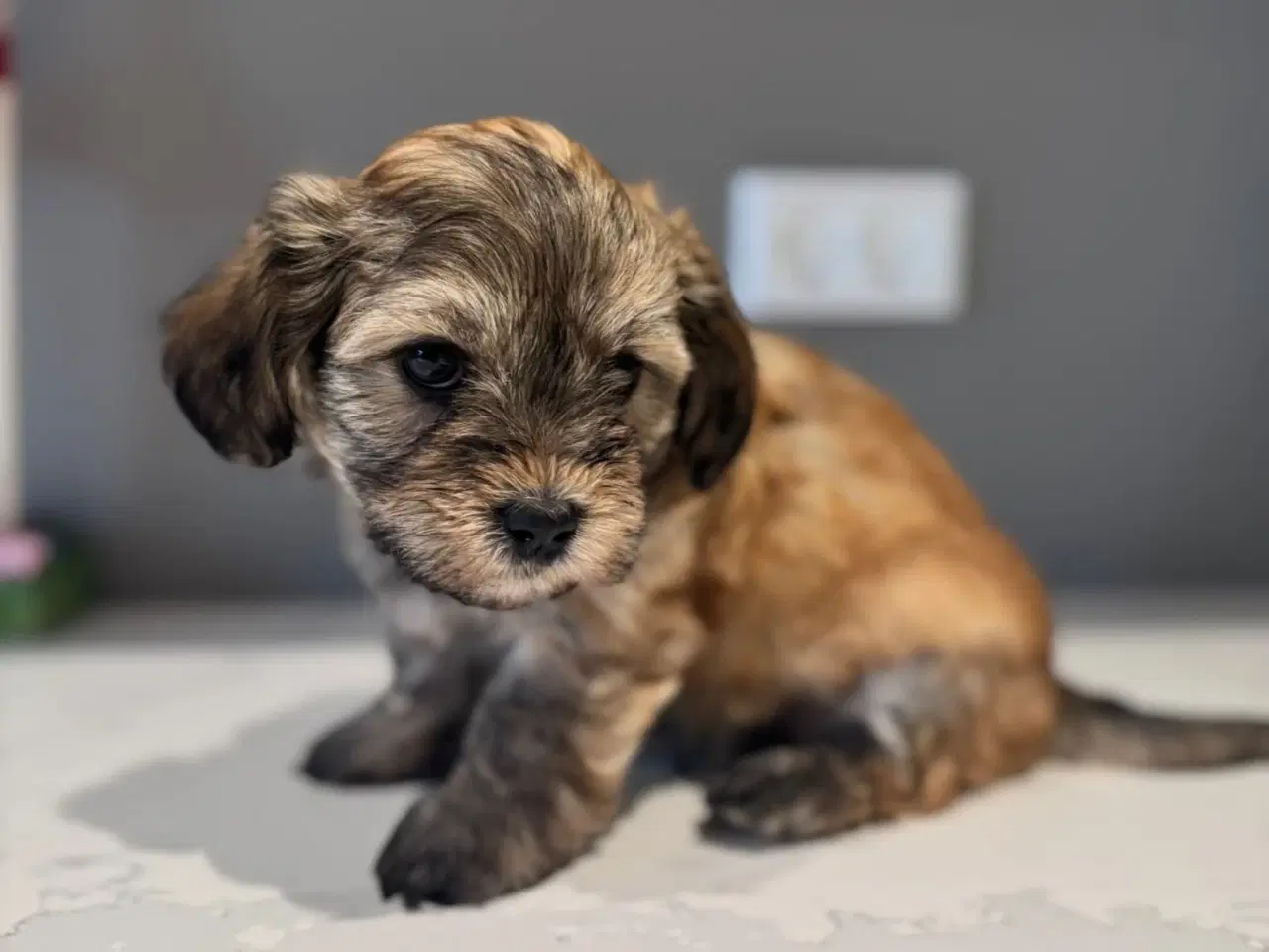 Billede 1 - Bichon havanais hvalpe 