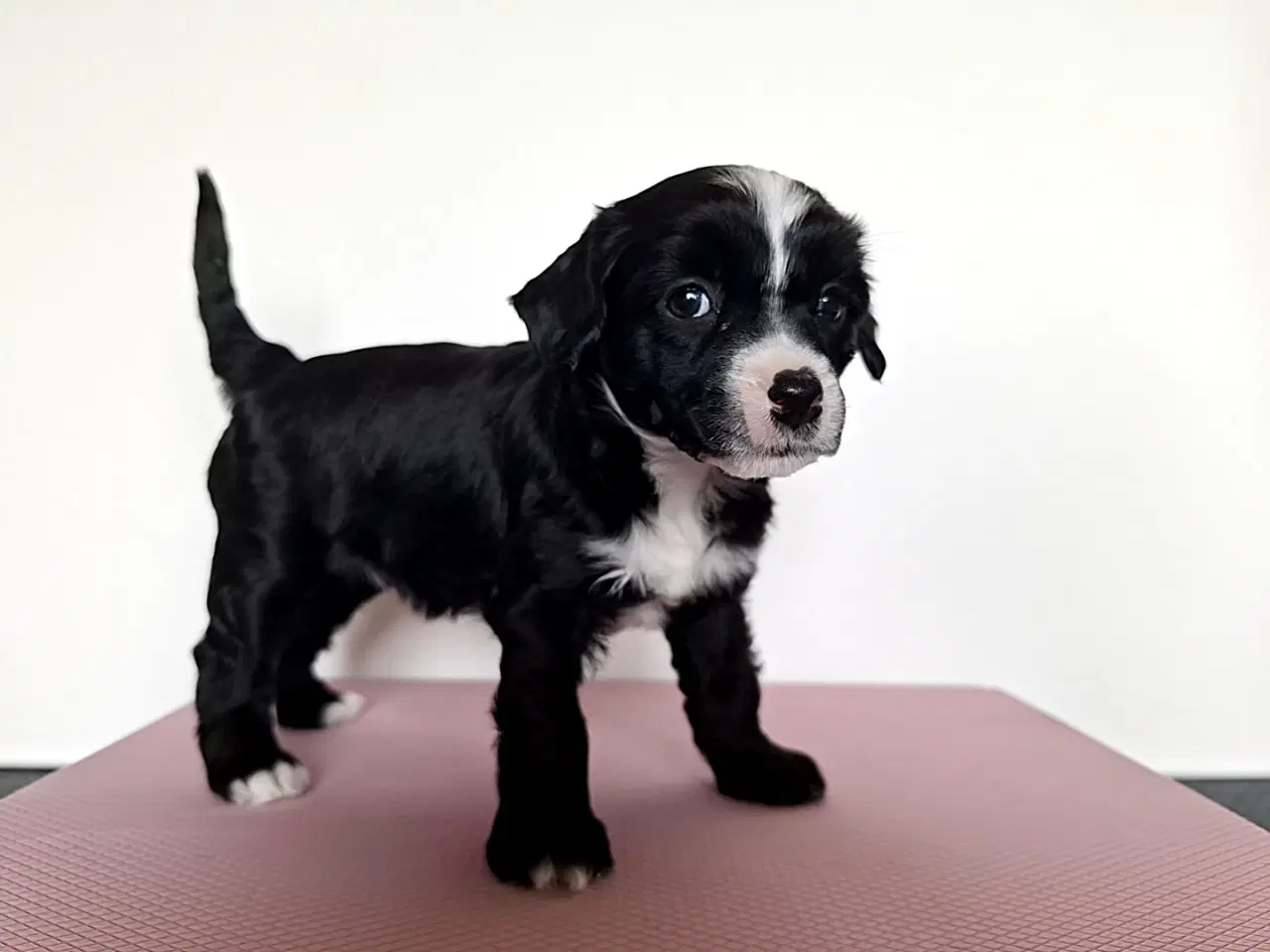 Billede 2 - Chinese crested/ powder puff med DKK stamtavle