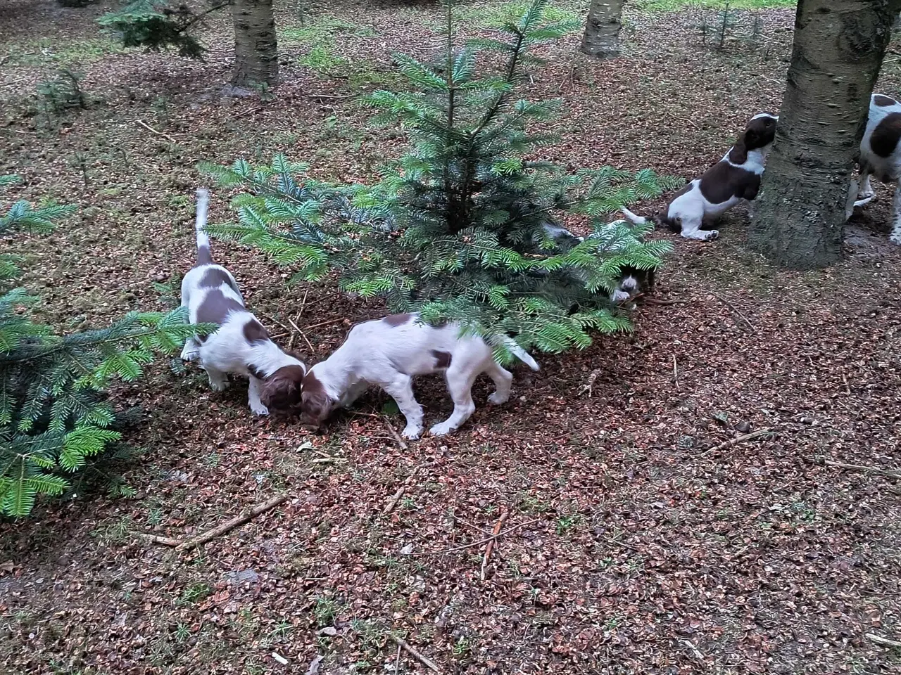 Billede 12 - FT Springer spaniel
