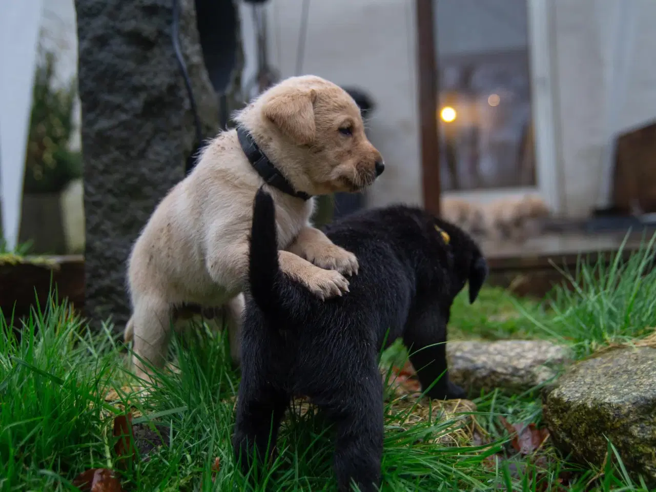 Billede 6 - Labrador hvalpe, far er Elitehund, Mor er A hund