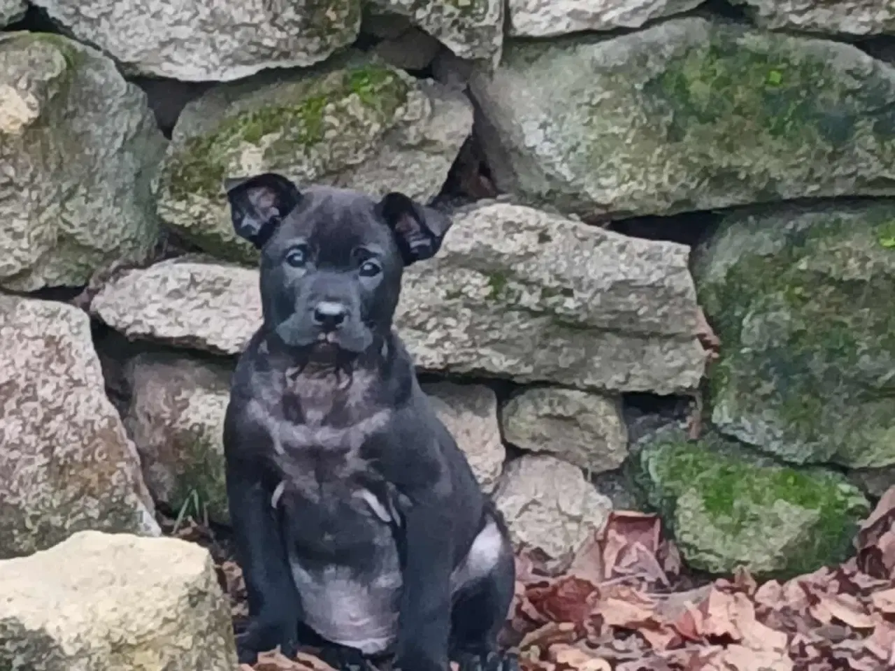 Billede 5 - Lille Bennie leder efter sit 4-ever hjem 🏡 💝