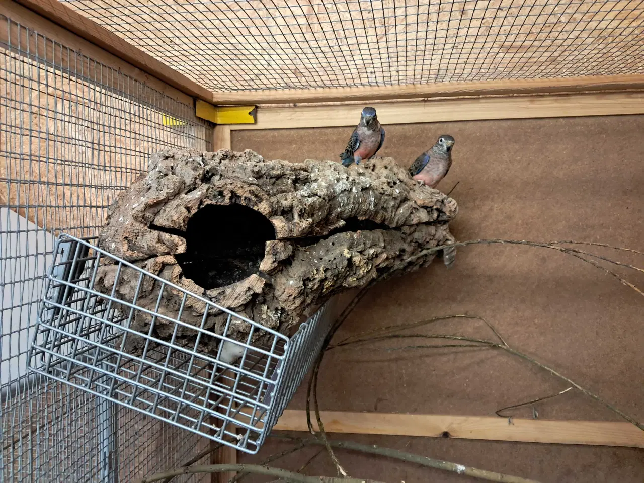 Billede 1 - 0.1 natur bourks købes