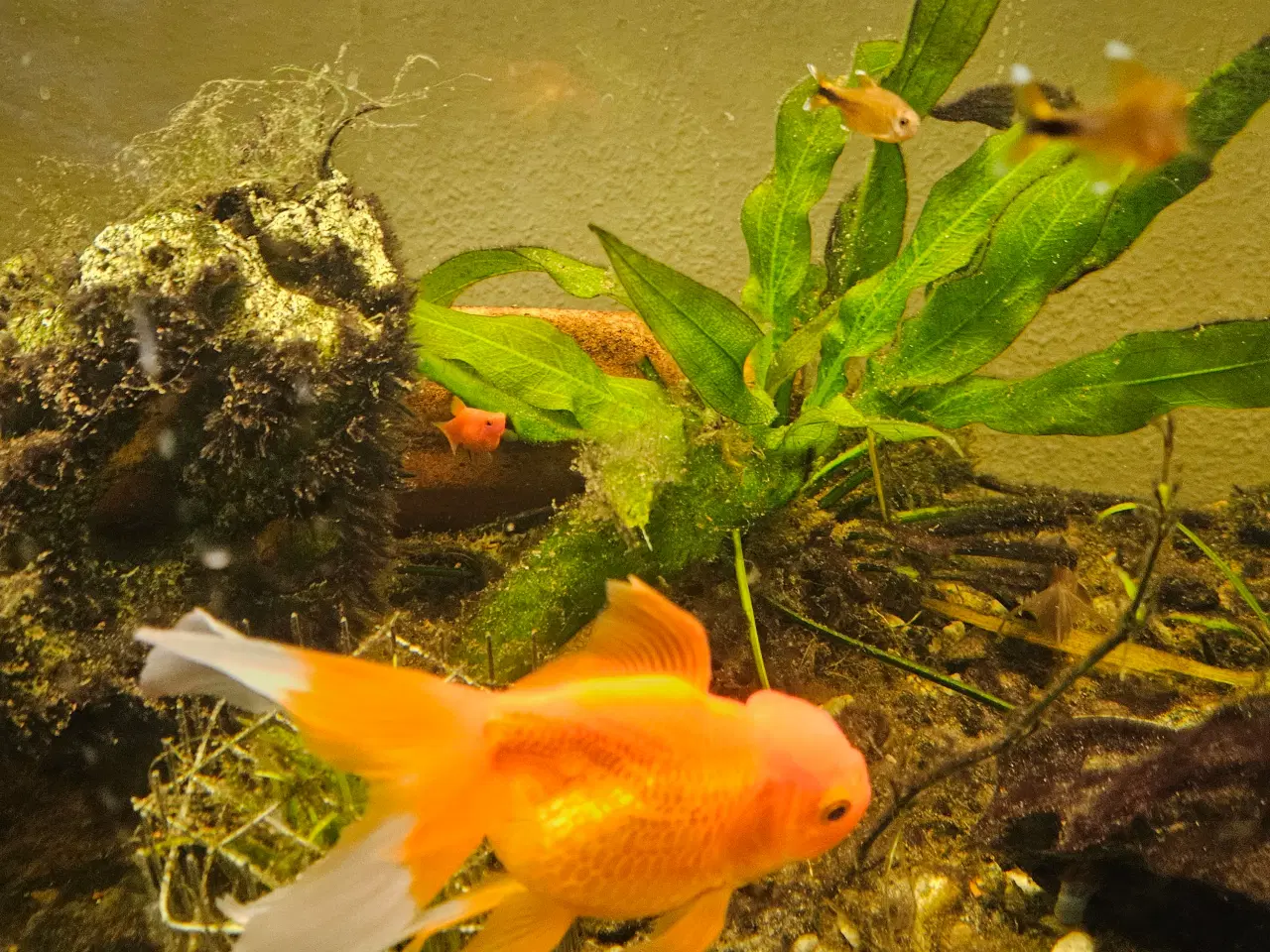 Billede 3 - store slørhaler