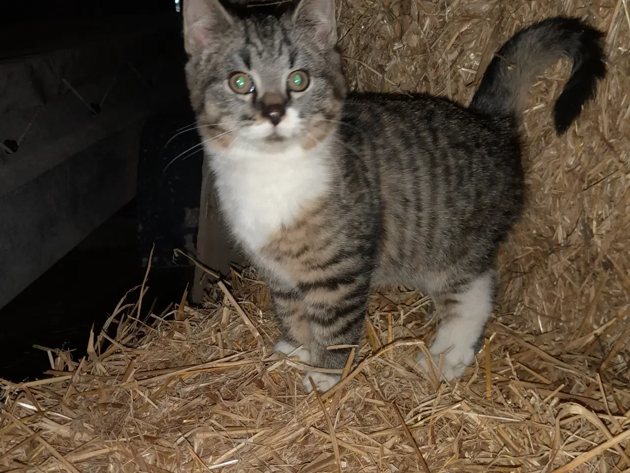 Billede 6 - Kattekillinger til salg