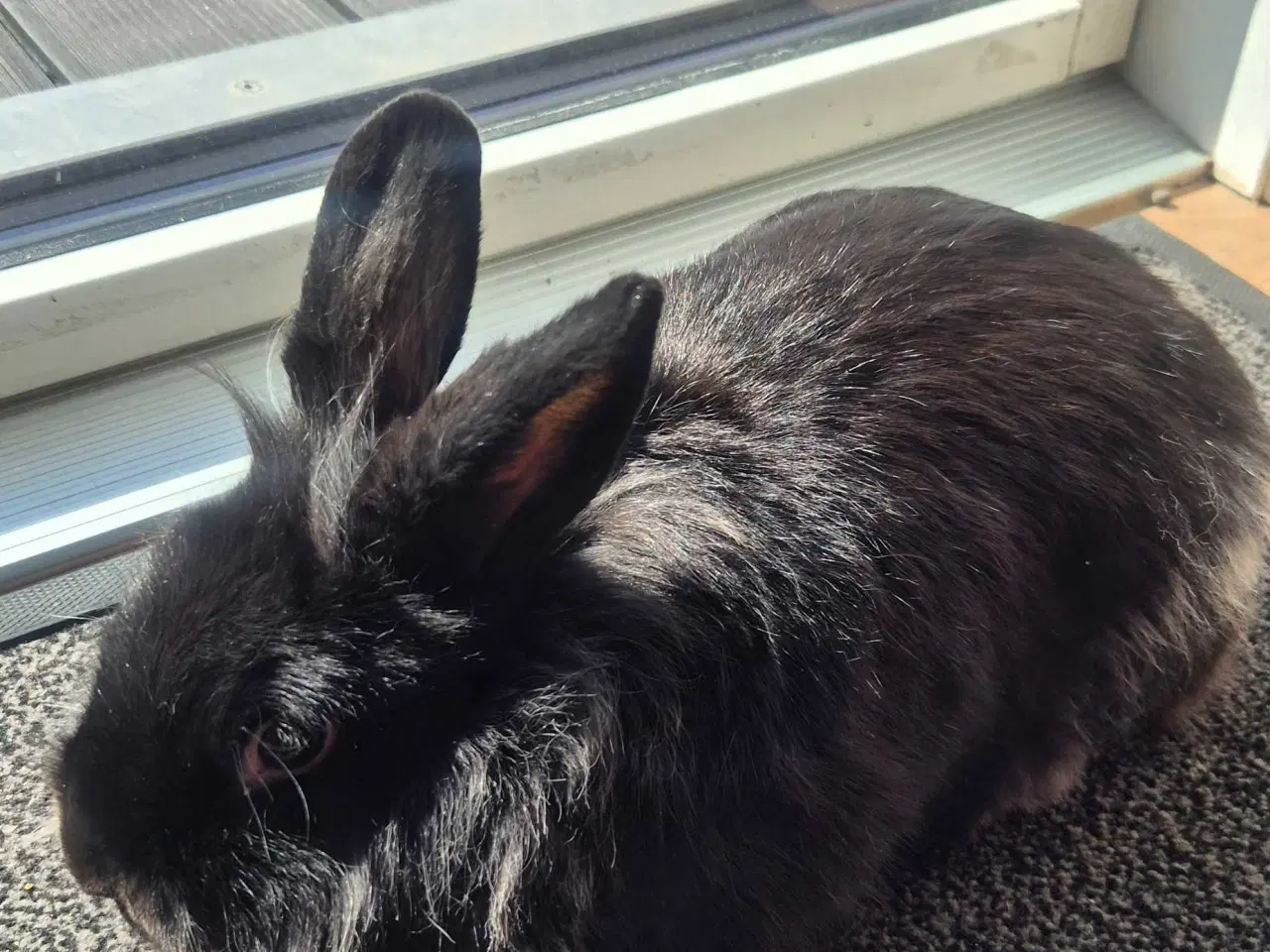 Billede 8 - kaniner til sælg med tilbehør.