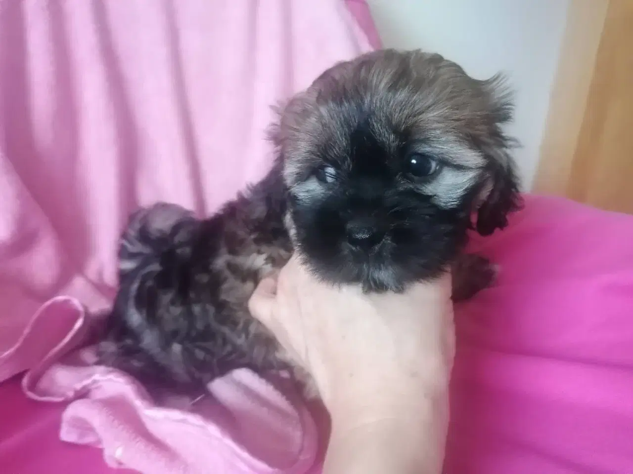 Billede 7 - Bichon Havanais ( Havaneser ) / Shih Tzu