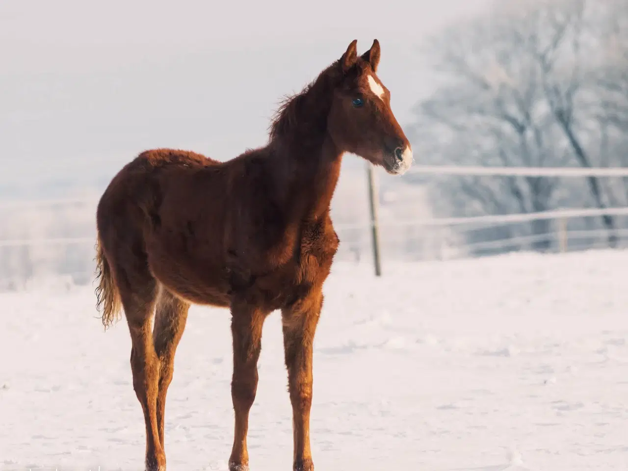 Billede 3 - Skønt Donkey Boy hingsteføl
