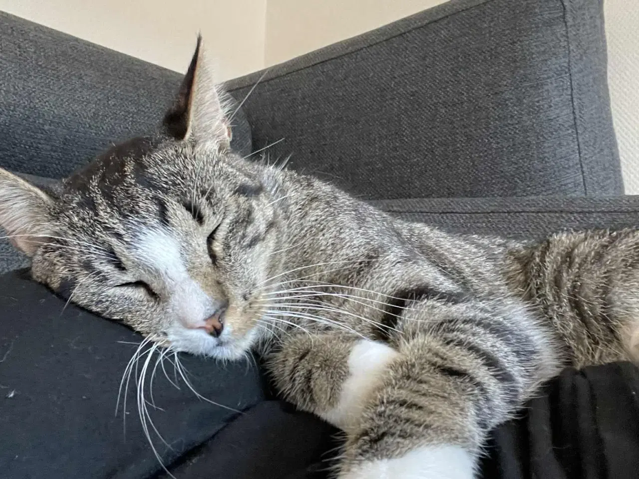 Billede 2 - Opflaskede, kastrerede hankatte