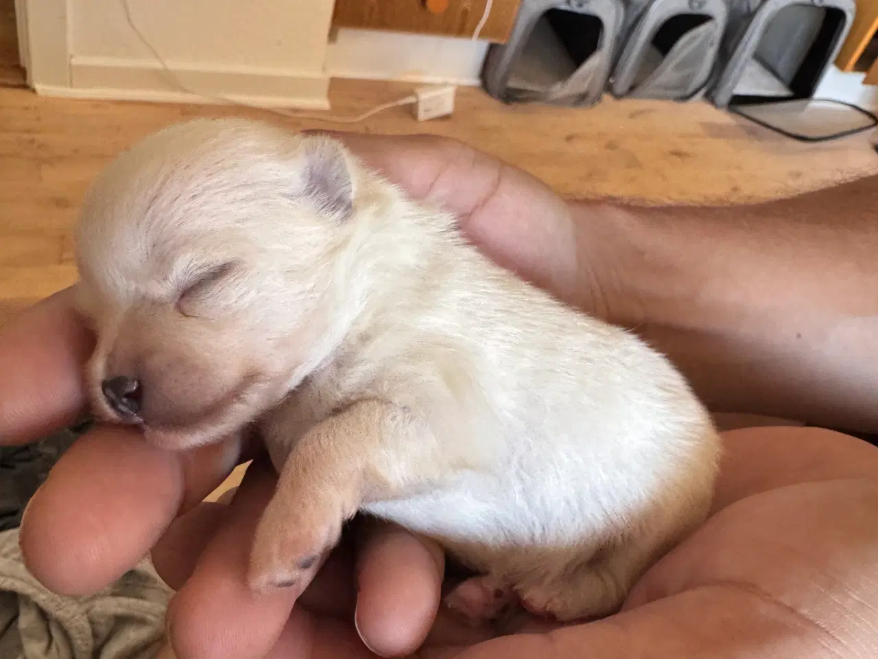 Billede 6 - Pomeranian Merle 
