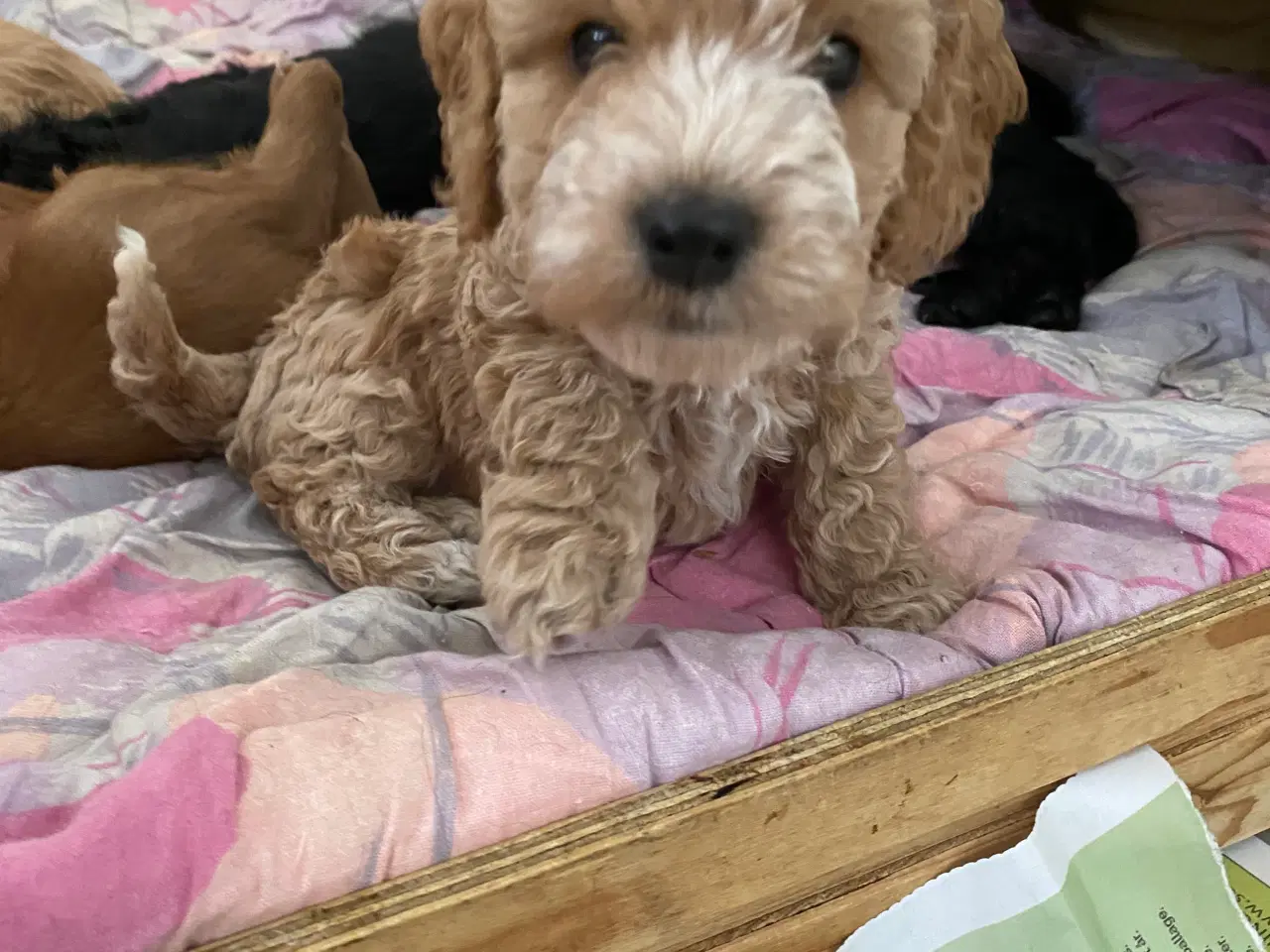 Billede 10 - Cockerpoo, cockerdoodle, cockapoo, doodle