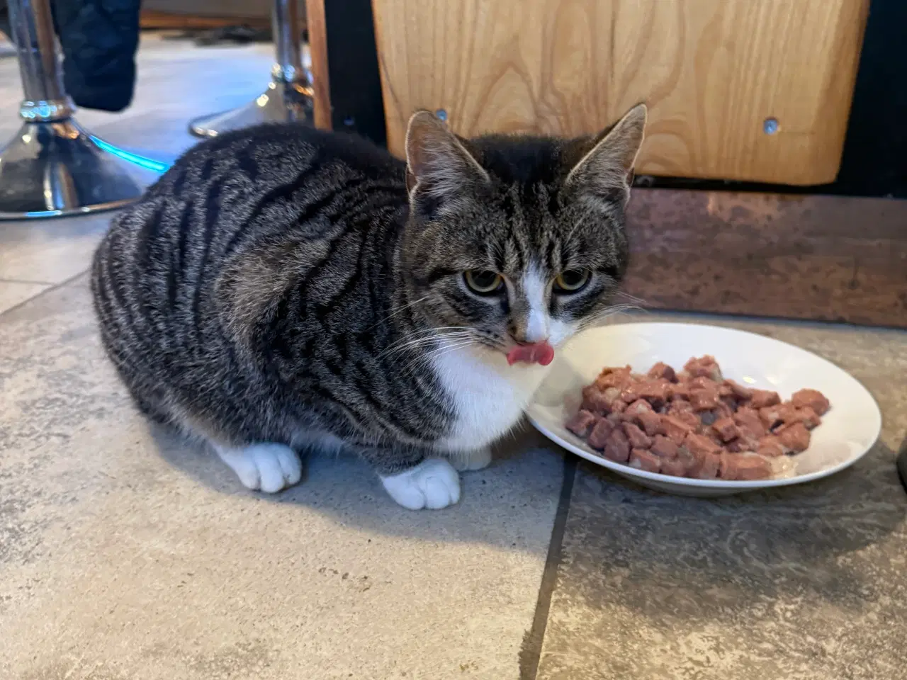 Billede 4 - Sød hankat