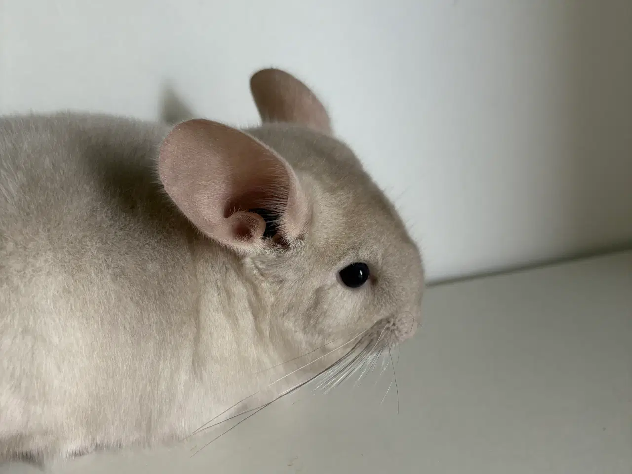 Billede 1 - Beige HAN chinchilla 