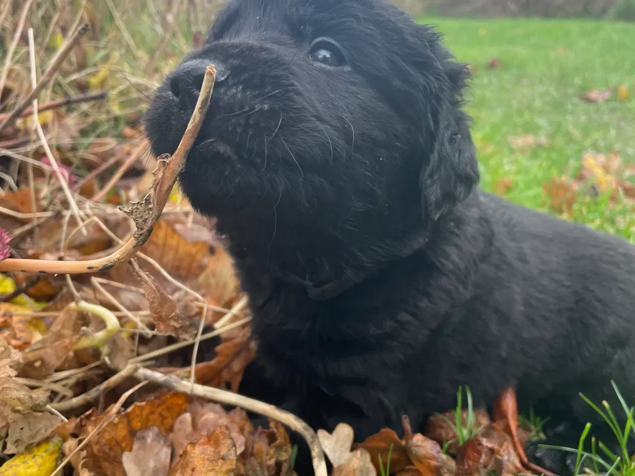 Billede 2 - Golden retriever mix hvalpe