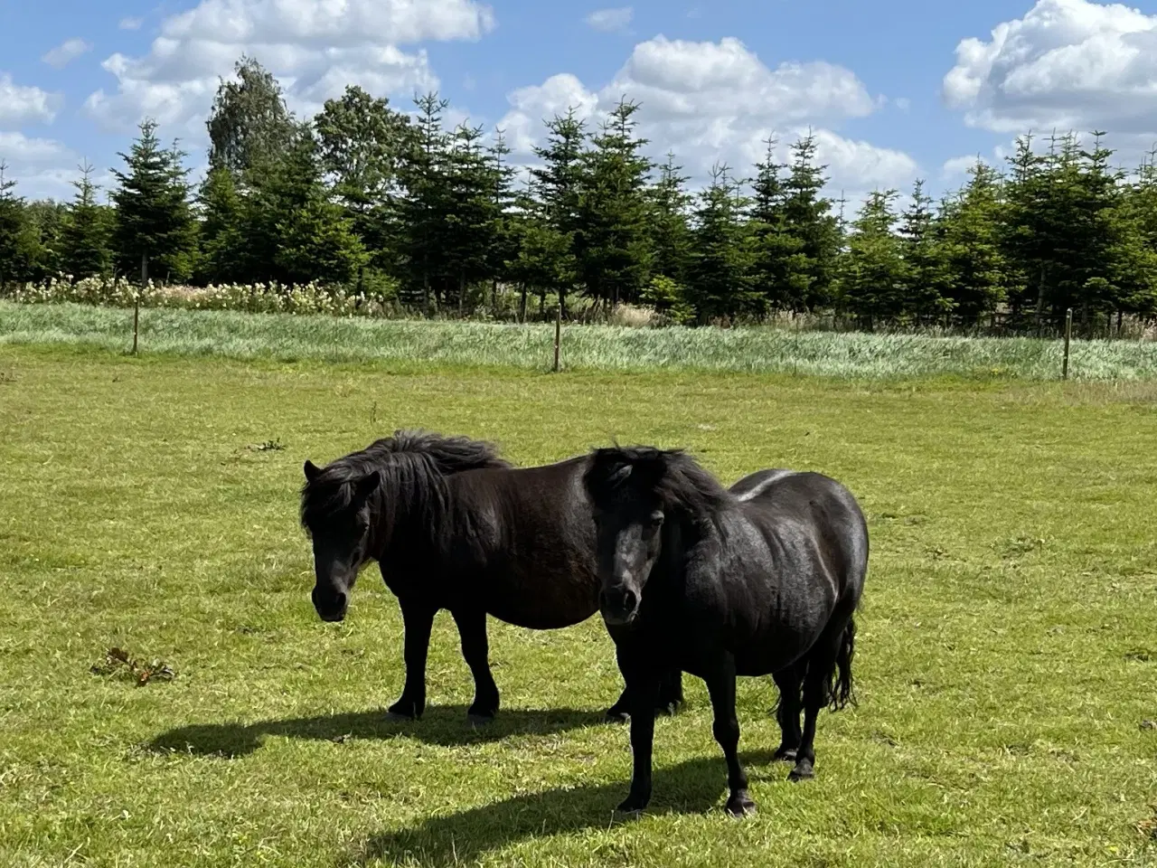Billede 1 - 2 shetlandsponyer med vogn og seletøj