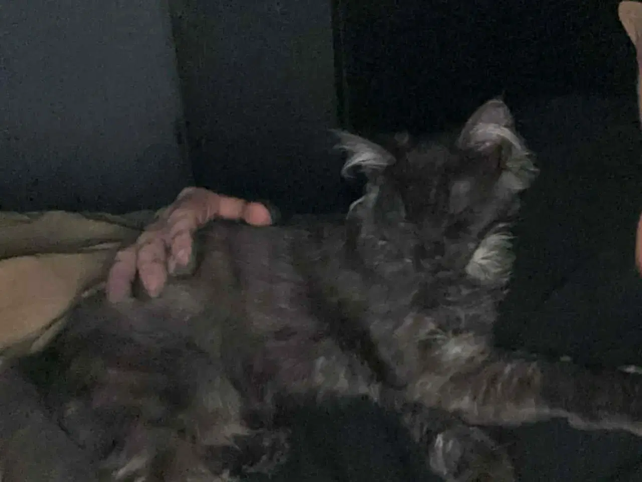 Billede 2 - Main coon-hankat