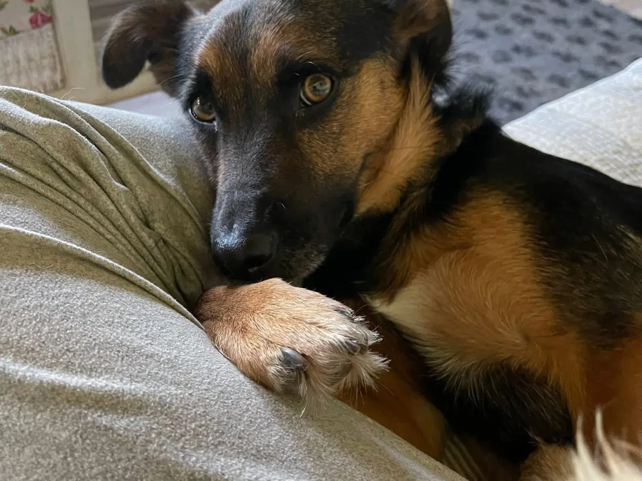 Billede 4 - ⭐️ Dejligste Ares søger sit 4-ever hjem ⭐️🏡🥰