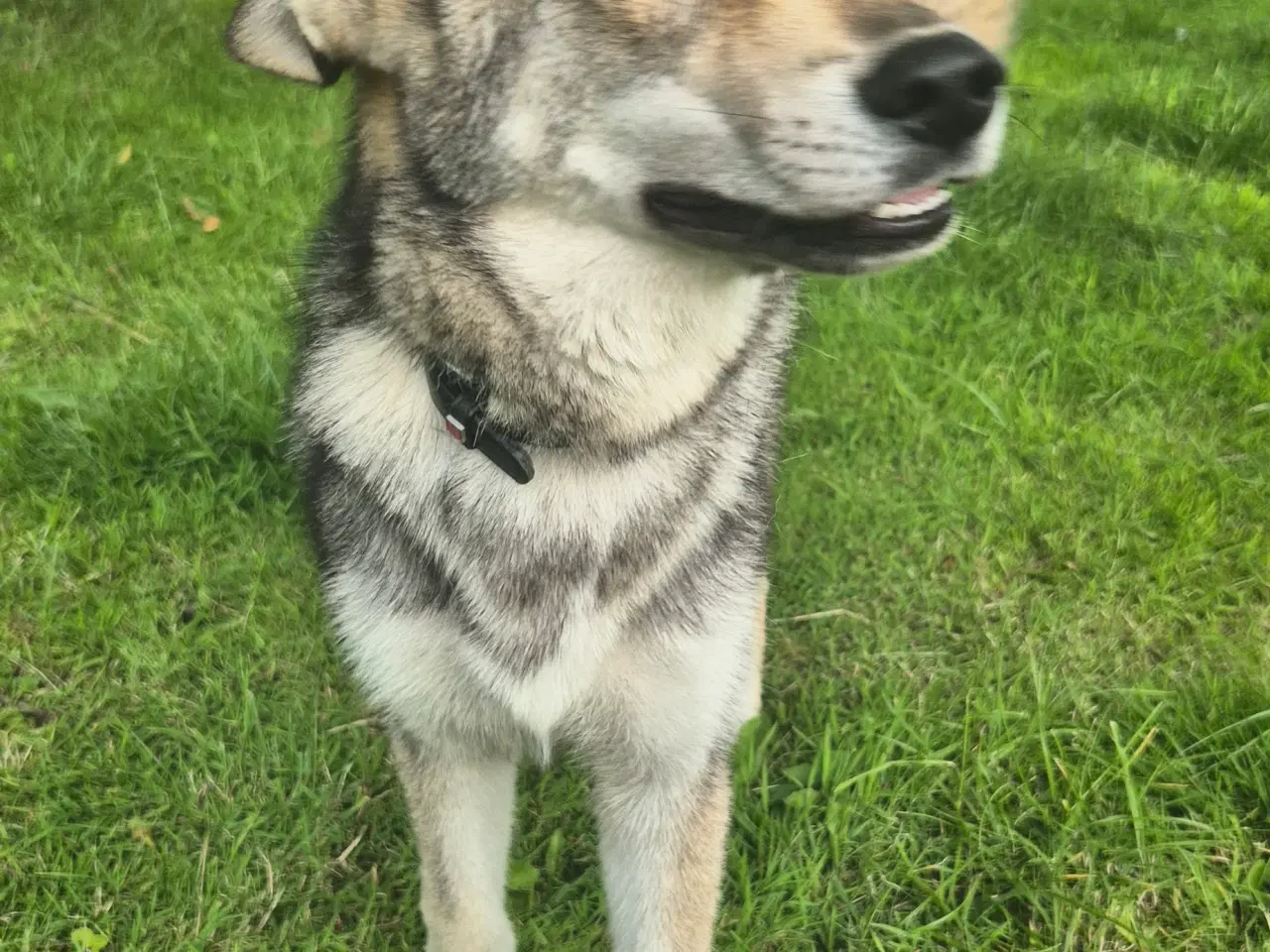 Billede 3 - Tjekkoslovakisk ulvehund/Husky