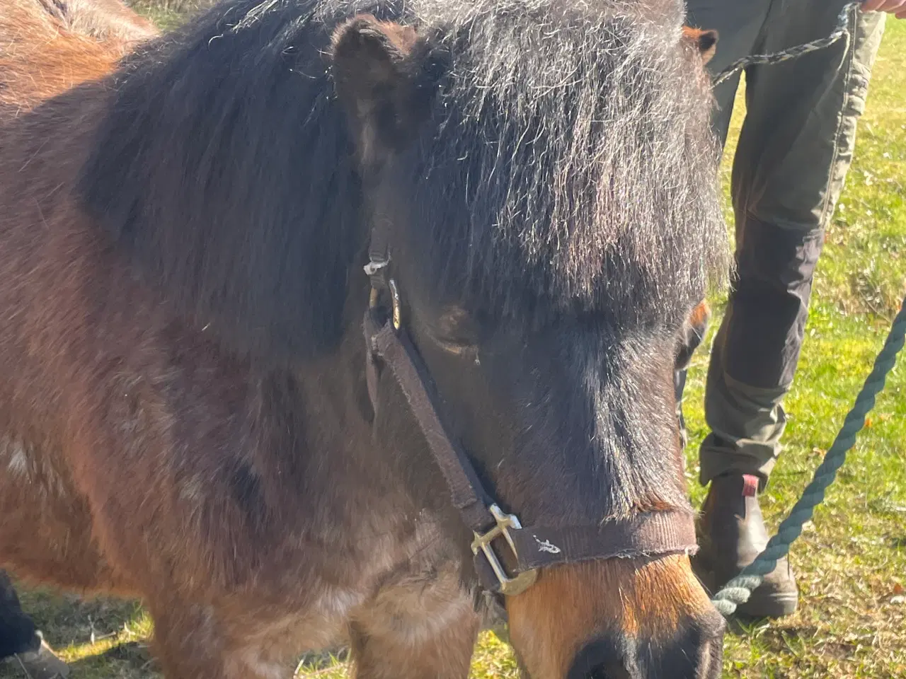 Billede 7 - Shetlænder ponyer sælges
