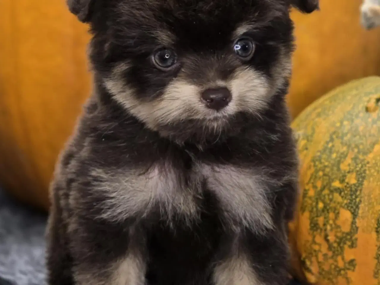 Billede 1 -  Brune Pomapoo Hvalpe