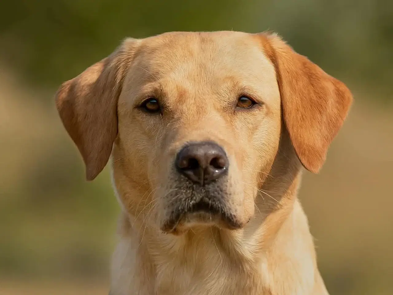 Billede 4 - Labrador
