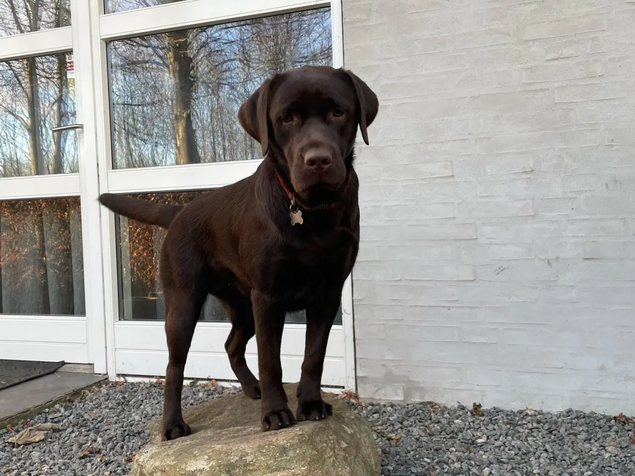 Billede 4 - Labrador hvalp klar flytte til nye hjem 9/11