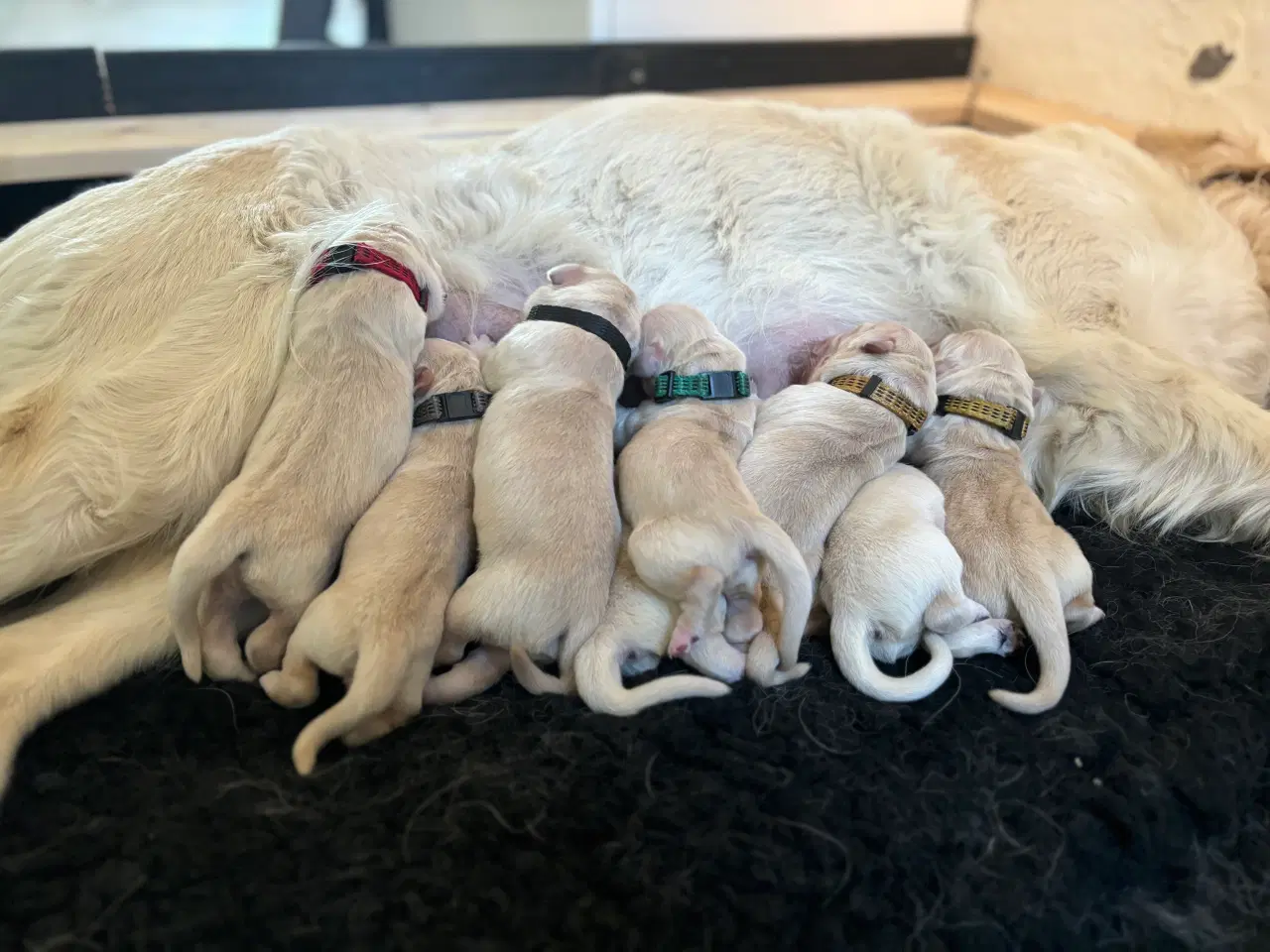Billede 3 - Golden retriever hvalpe 