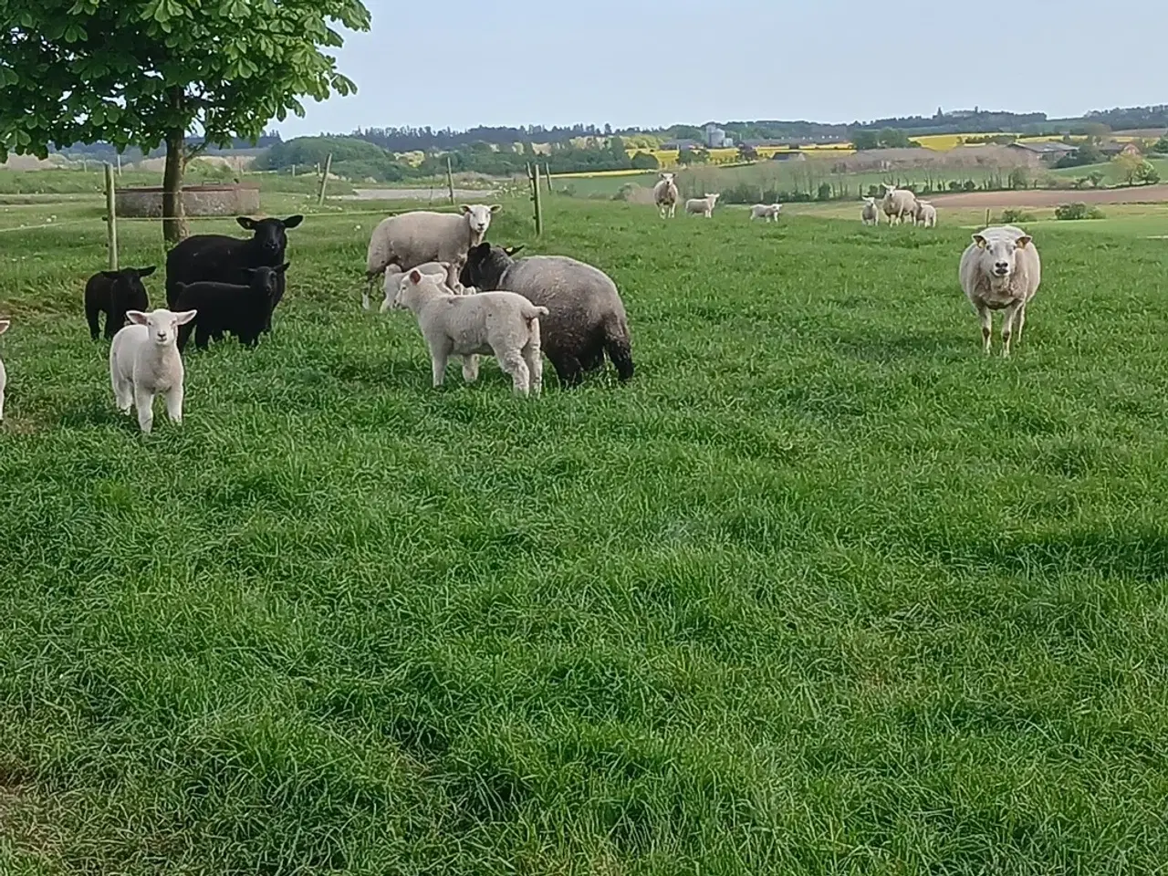 Billede 5 - Får med lam.
