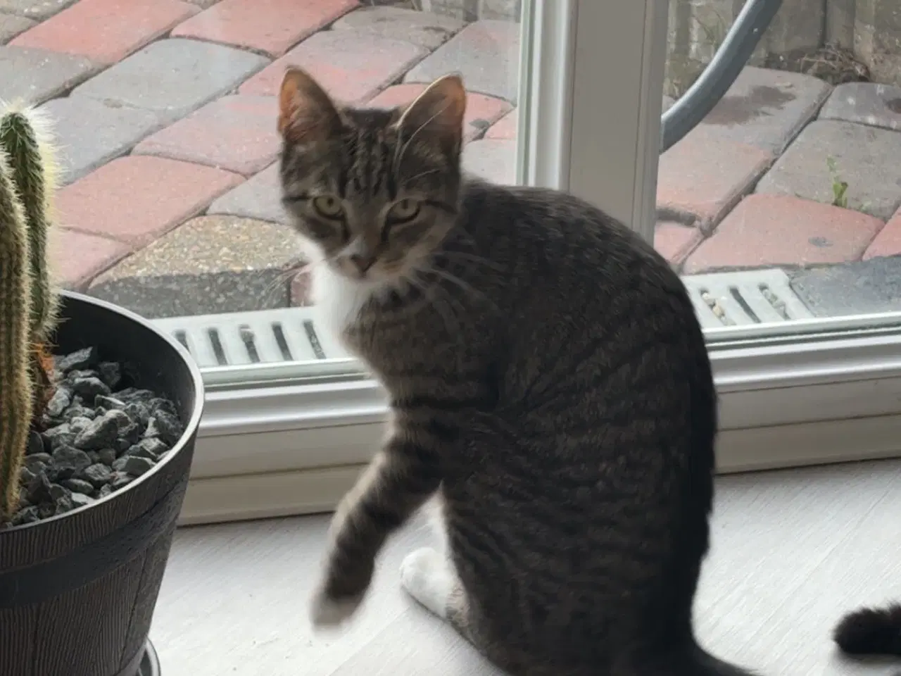 Billede 1 - Sød kastreret han kat
