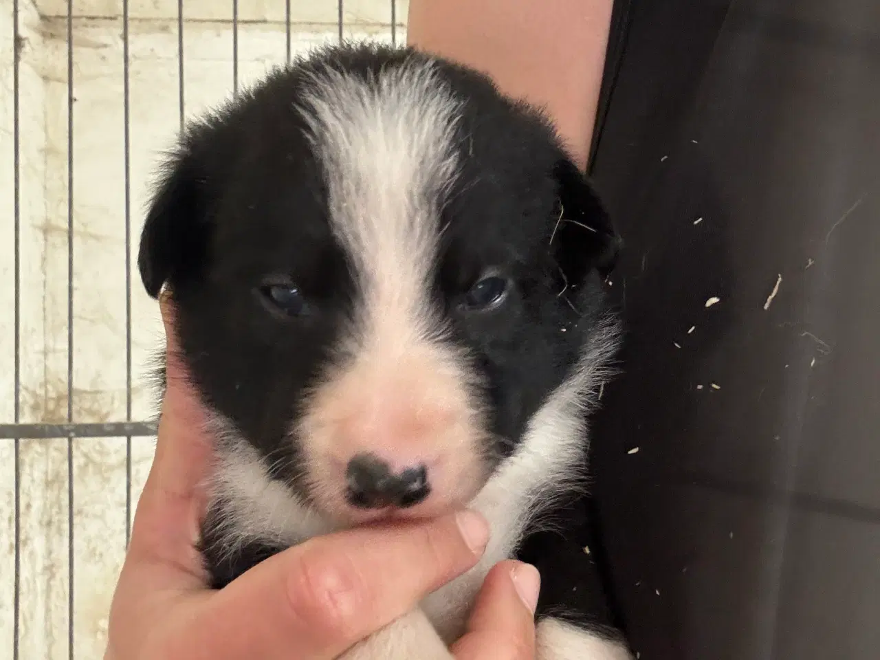 Billede 11 - Border Collie hvalpe