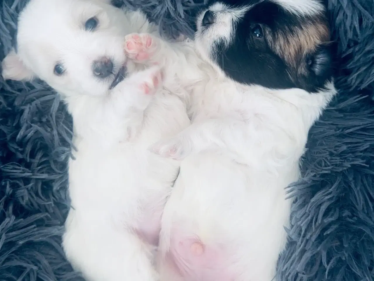 Billede 2 - Coton de Tulear hvalpe