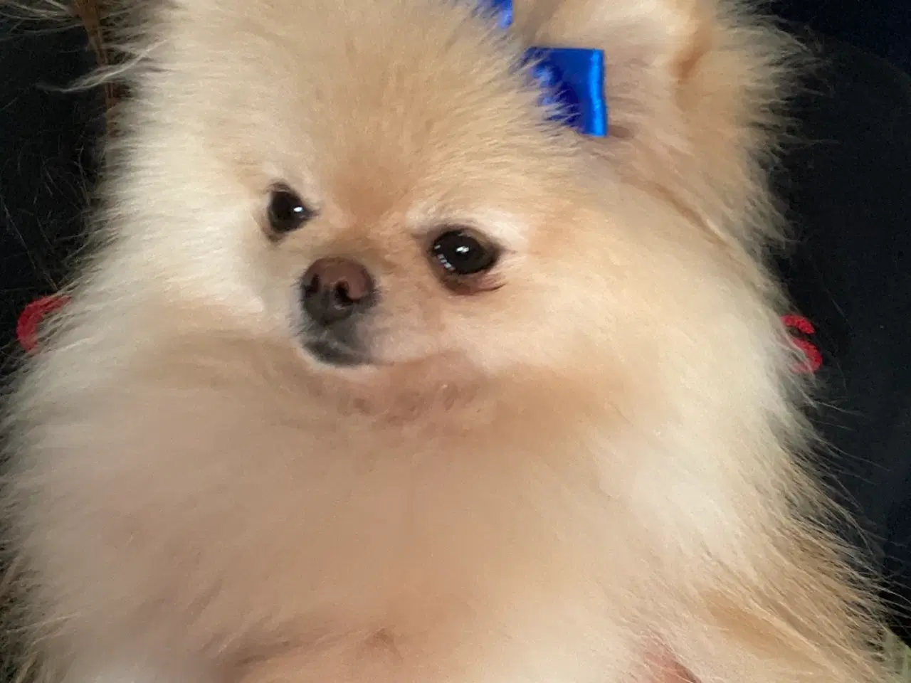 Billede 5 - Pomeranian, 4 år 