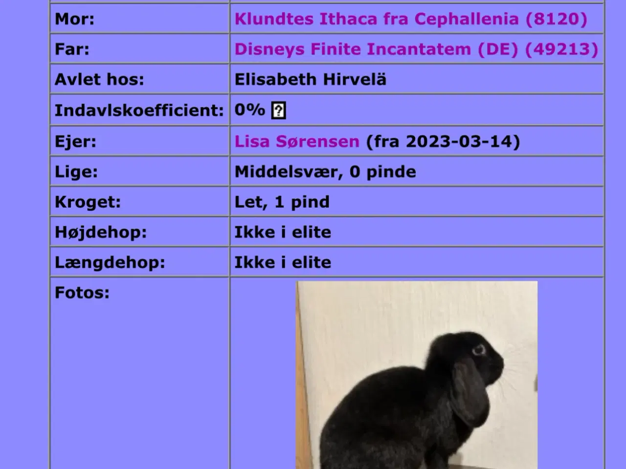 Billede 16 - Hopkanin søger ny makker