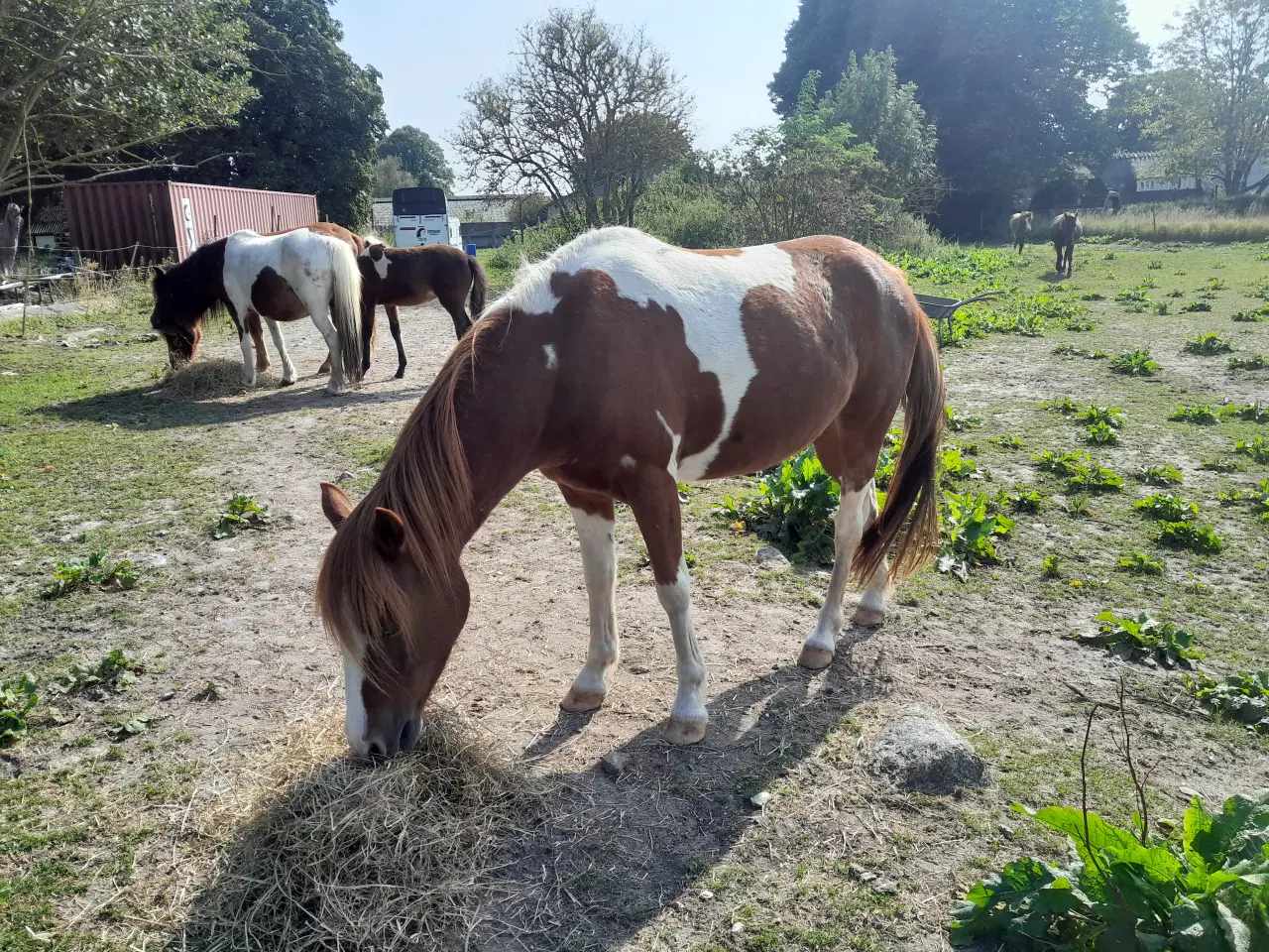 Billede 2 - Kat. 3 pony