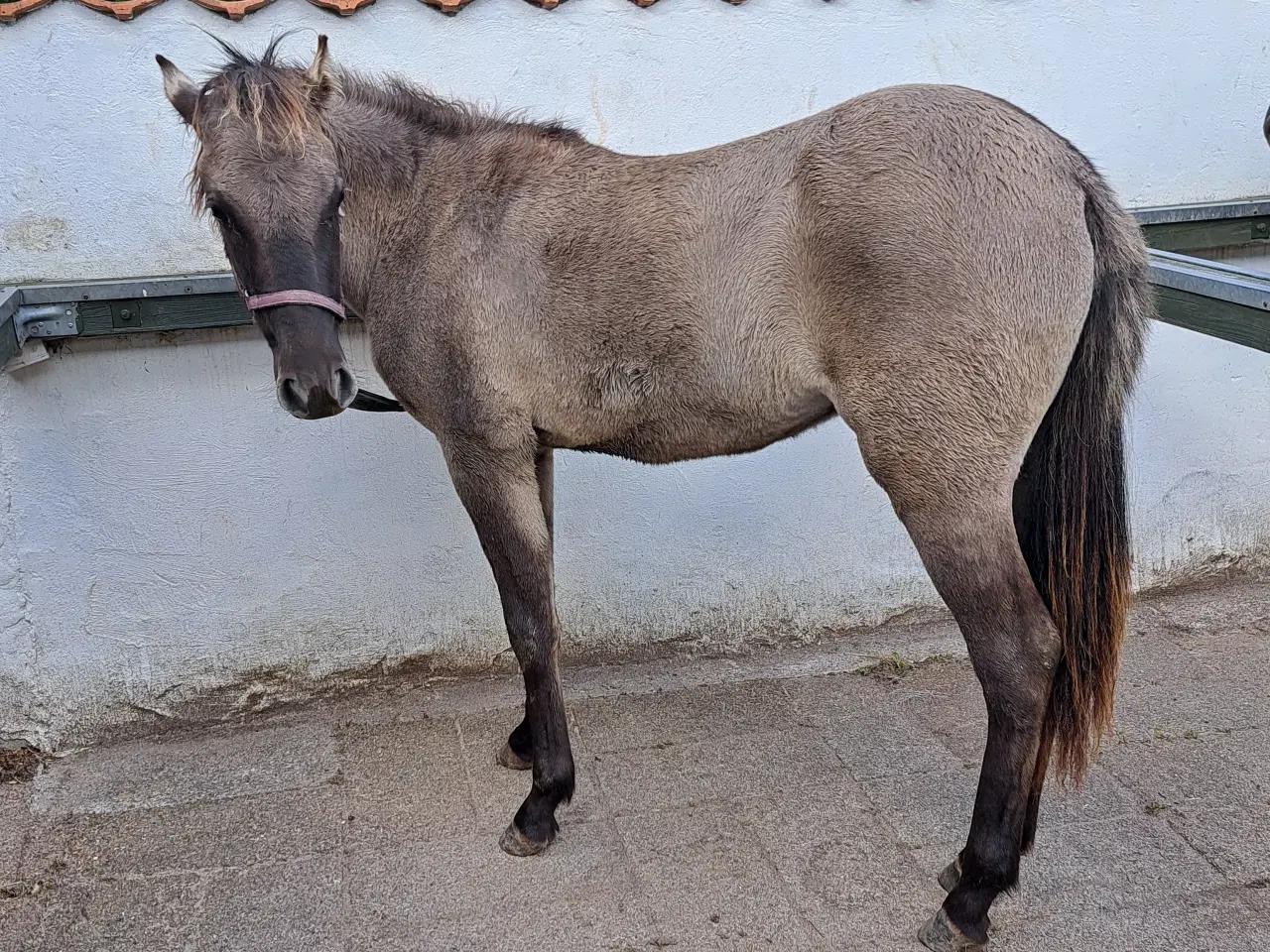 Billede 3 - 2års polsk konik pony