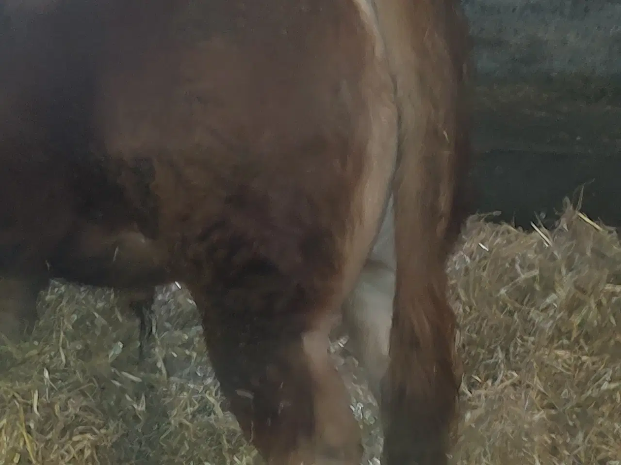 Billede 5 - Limousine Tyr