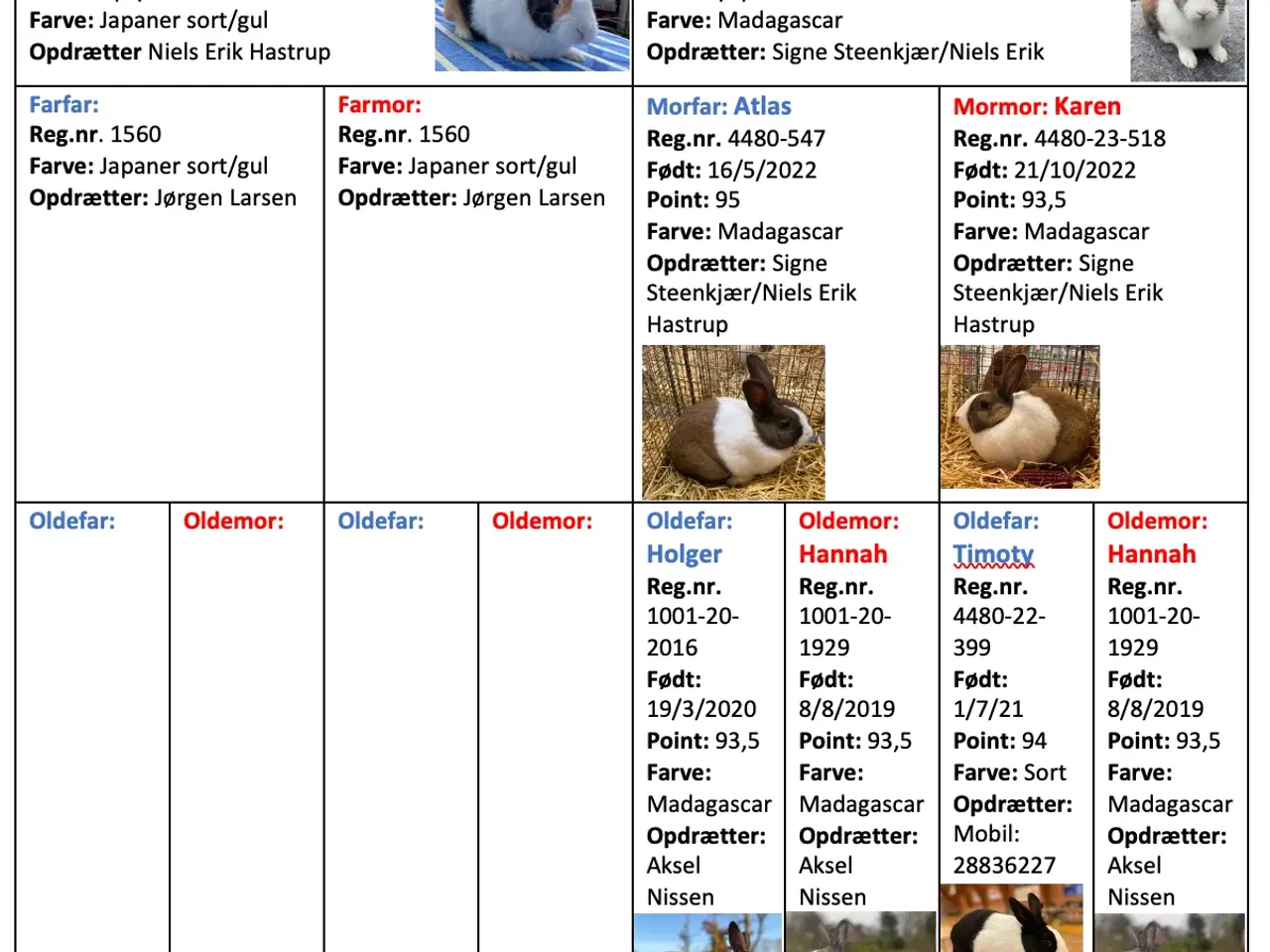 Billede 6 - HOLLÆNDER HAN JAPANER SORT/GUL