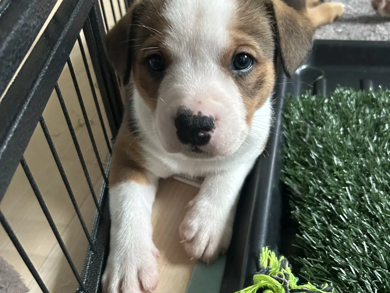 Billede 3 - Blandings hvalpe